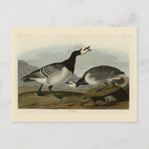 Barnacle Goose - from Audubon's Birds of America Postcard