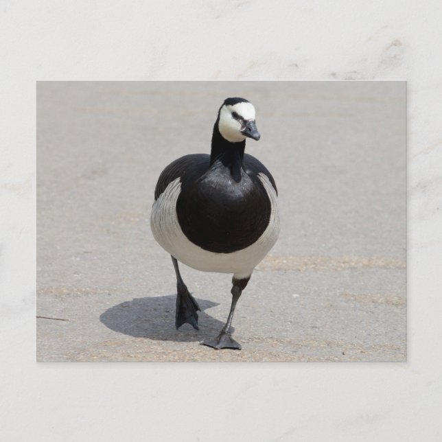 Barnacle Goose Postcard (Front)