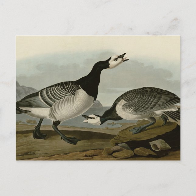 Barnacle Goose Postcard (Front)