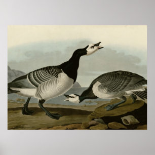 Barnacle Goose Poster