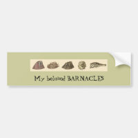 barnacle-slip, My beloved BARNACLES