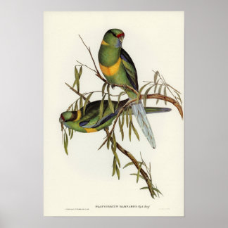 Barnard's Parakeet by Elizabeth Gould Poster