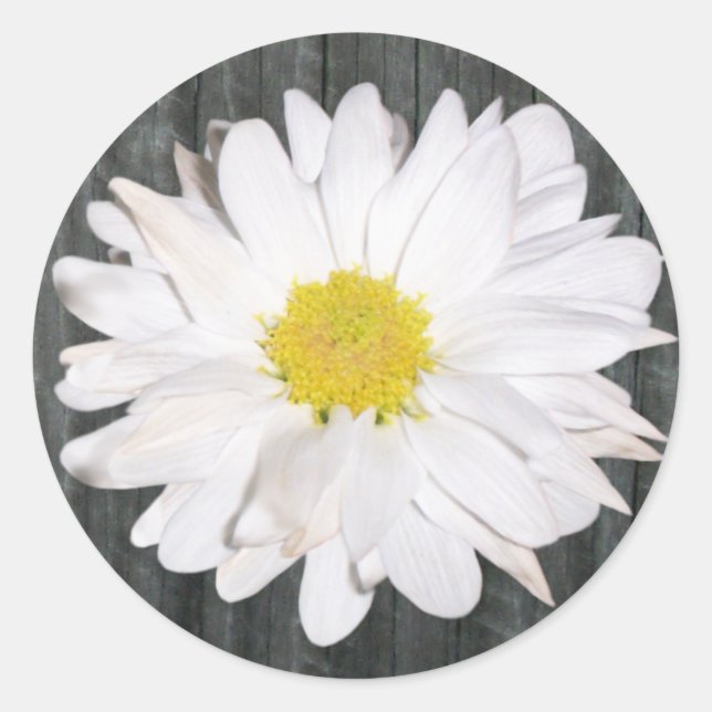 Barnwood and Daisy Sticker (Front)