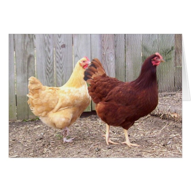 Barnyard Buddies (Front Horizontal)