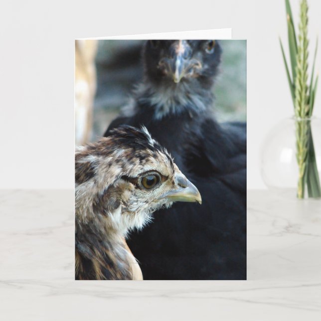 Barnyard Mixed Chicks Card (Front)