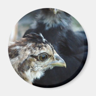Barnyard Mixed Chicks Magnet