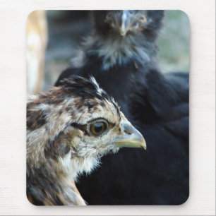 Barnyard Mixed Chicks Mouse Mat