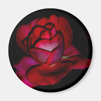 Baroness Rothschild Rose Magnet