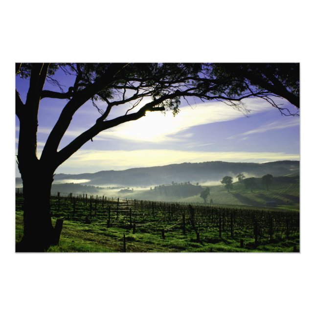 Barossa Valley Landscape Photo Print (Front)