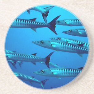 barracuda dive deep sea ocean water tropical wave coaster