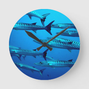 barracuda dive deep sea ocean water tropical wave round clock