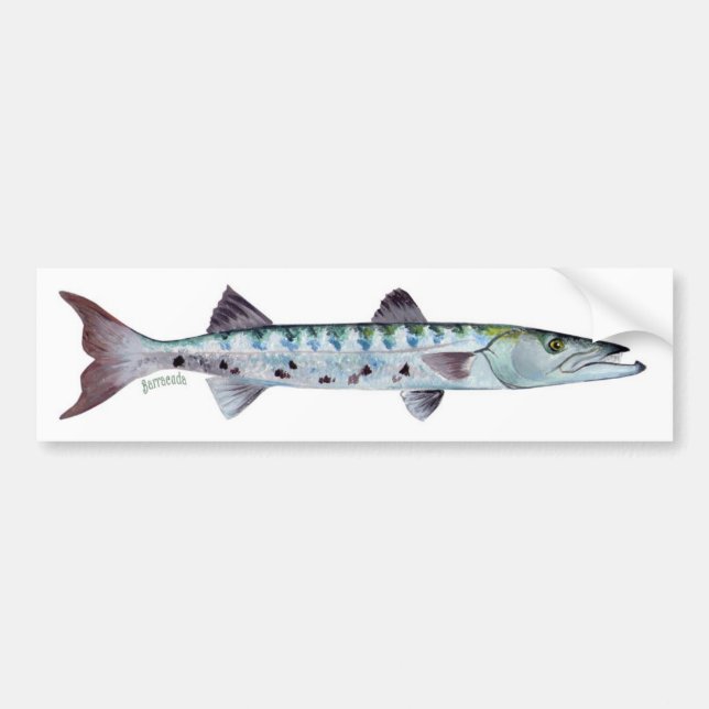 Barracuda fish bumper sticker (Front)