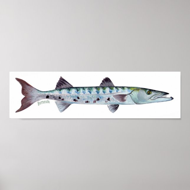 Barracuda fish poster (Front)