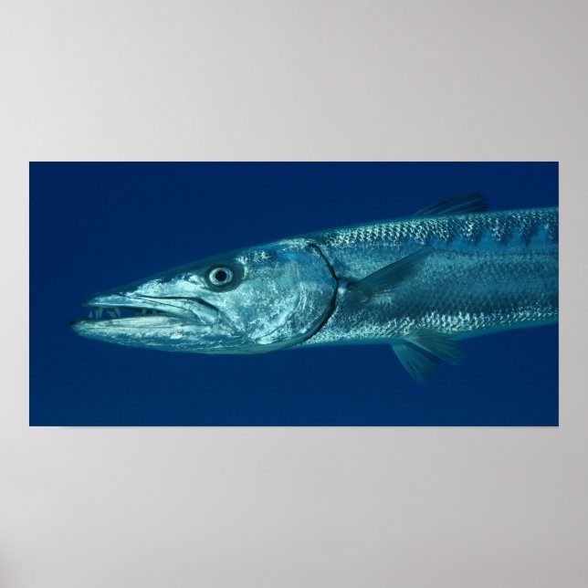 Barracuda Poster (Front)