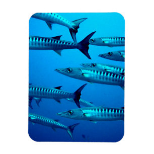 Barracudas Magnet