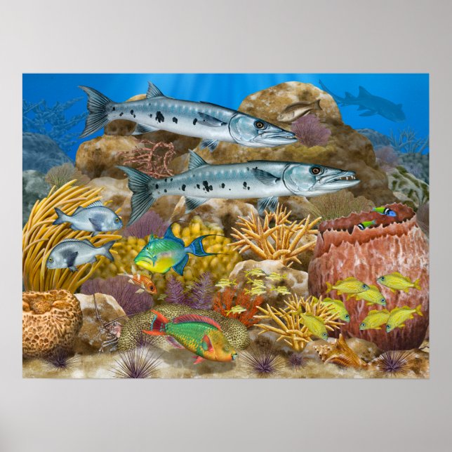 Barracudas Over Coral Reef Poster (Front)