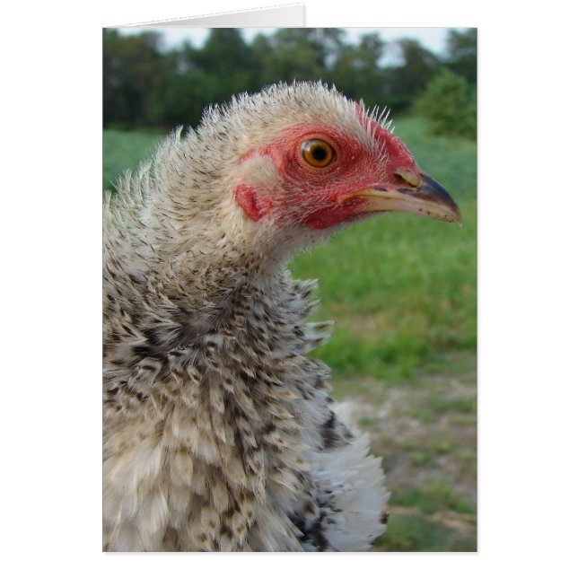 Barred Frizzle Chicken (Front)