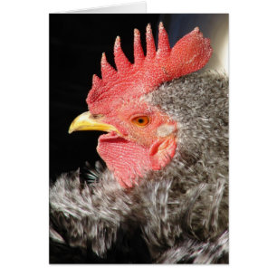 Barred Frizzle Rooster