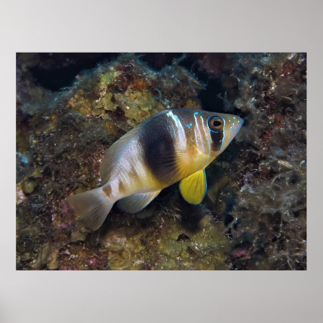 Barred Hamlet Poster (Front)