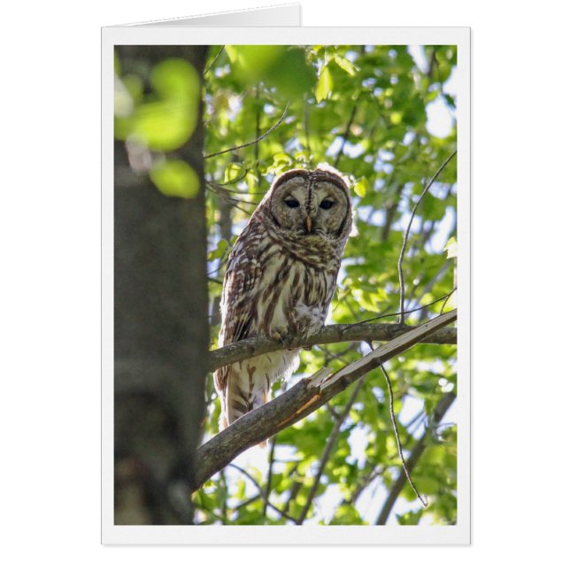 Barred Owl (Front)