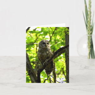 Barred Owl #2 - Blank Note Card