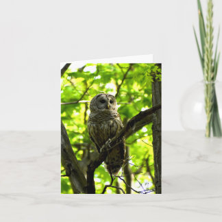 Barred Owl #2 - Blank Note Card