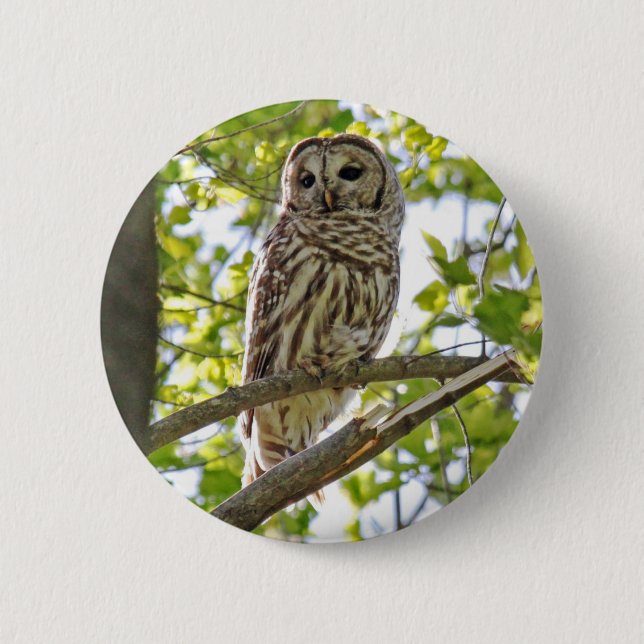 Barred Owl 6 Cm Round Badge (Front)