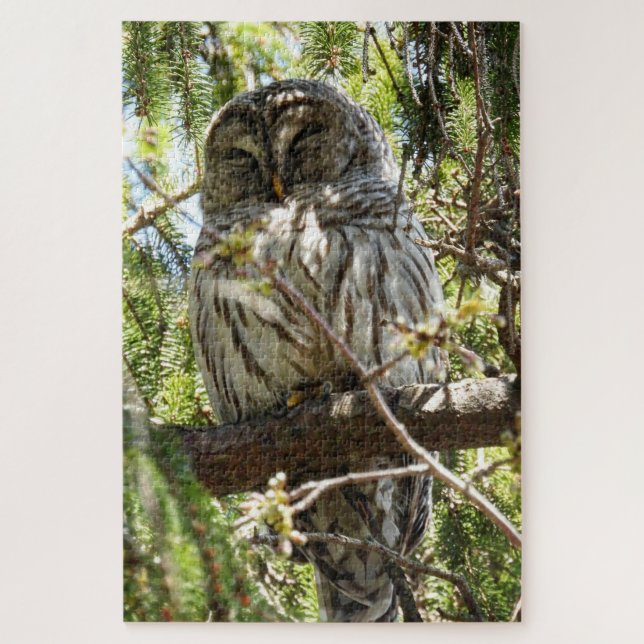 Barred Owl asleep in Evergreen Tree Jigsaw Puzzle (Vertical)