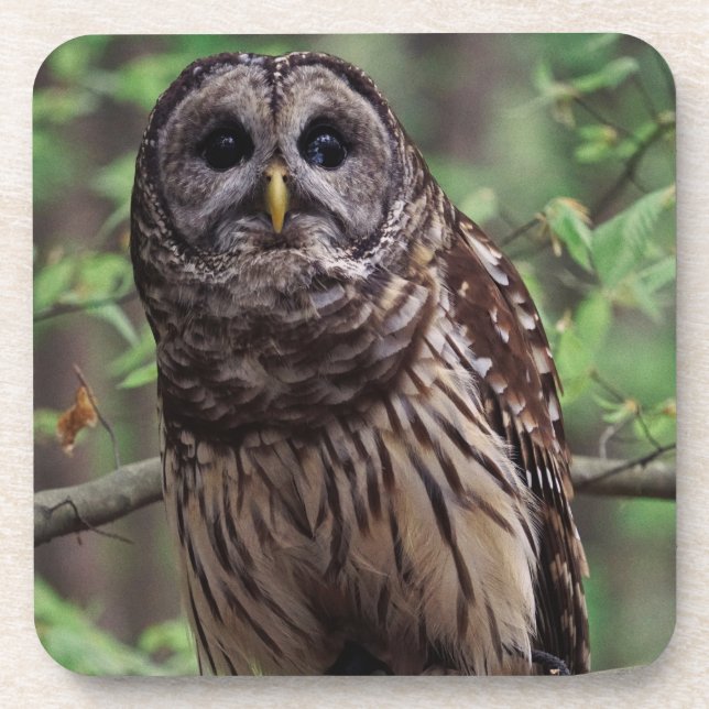 Barred Owl Beverage Coaster (Front)