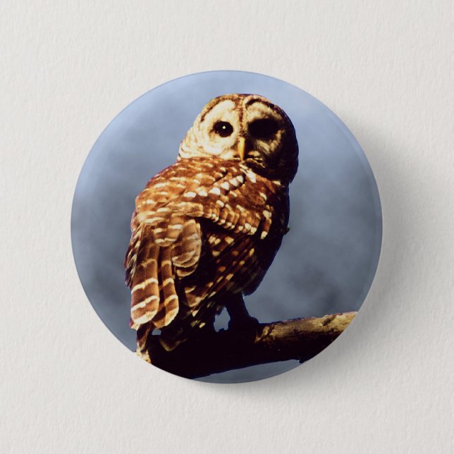 Barred Owl Button (Front)