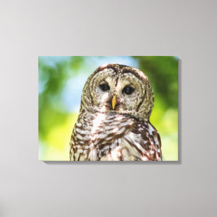 Barred Owl Canvas Print