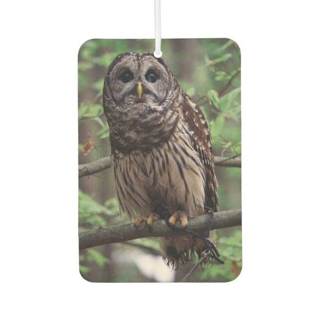 Barred Owl Car Air Freshener (Front)