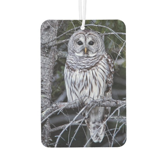 Barred Owl Car Air Freshener (Back)
