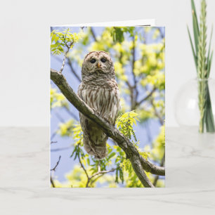 Barred Owl Card