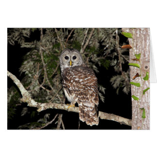 Barred Owl Card