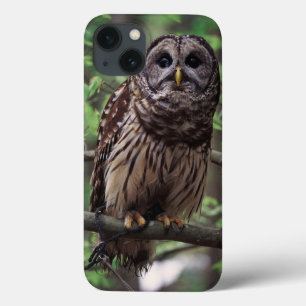 Barred Owl iPhone 13 Case
