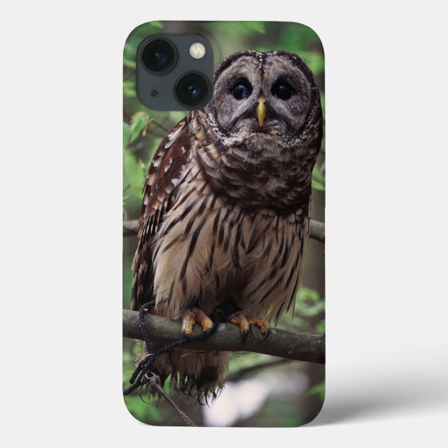 Barred Owl Case-Mate iPhone Case (Back)