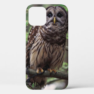 Barred Owl iPhone 12 Case