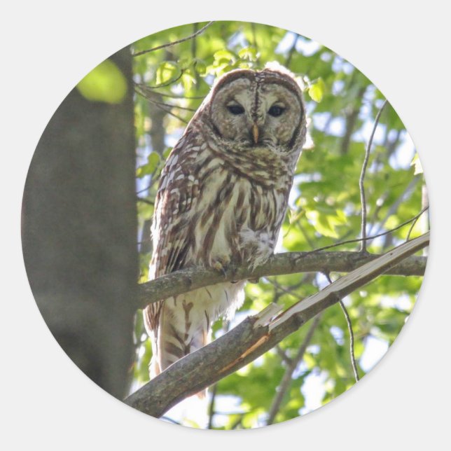 Barred Owl Classic Round Sticker (Front)