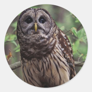 Barred Owl Classic Round Sticker