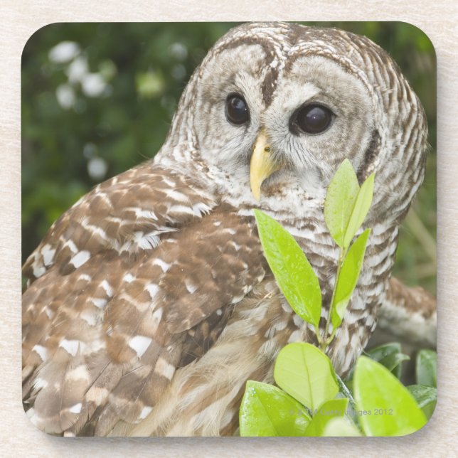 Barred Owl Coaster (Front)