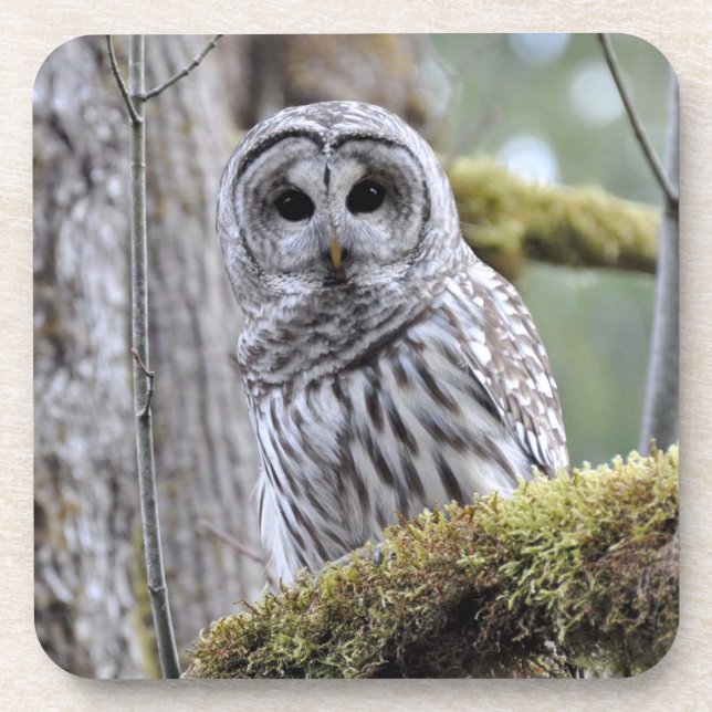 Barred Owl Coaster (Front)