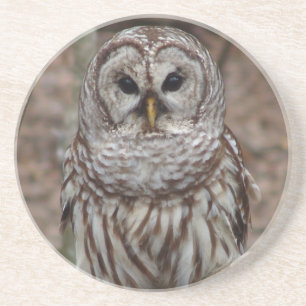 Barred Owl Coaster