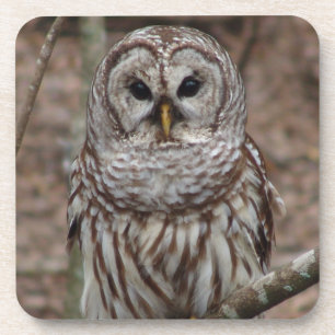 Barred Owl Coaster