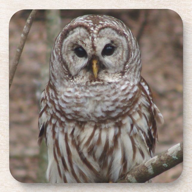 Barred Owl Coaster (Front)