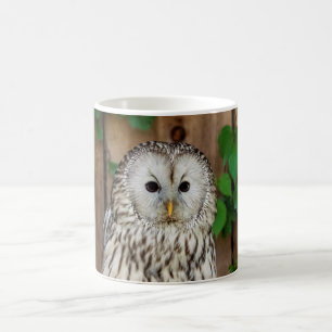 Barred Owl Coffee Mug