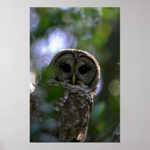 Barred owl, Everglades, Florida Poster