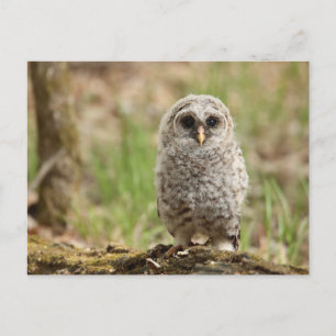 Barred Owl Fledgling Photo Postcard