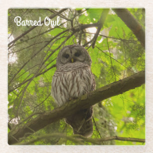 Barred Owl Glass Coaster