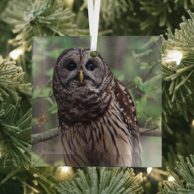 Barred Owl Glass Tree Decoration (Insitu)